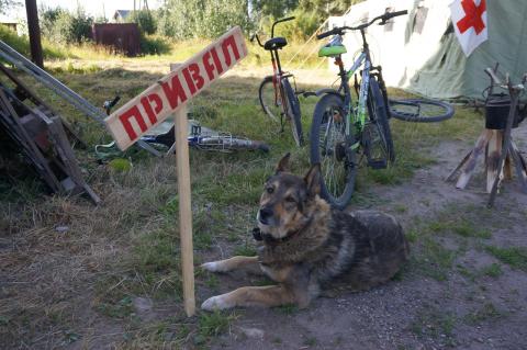 Собака